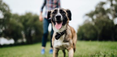 zoetis-elearning-ontwikkelen